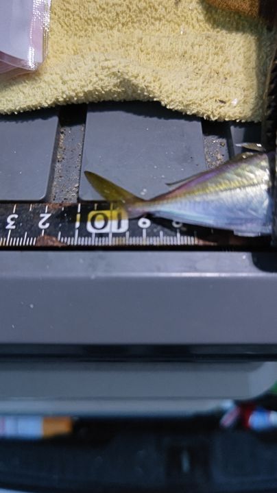 アジの釣果写真