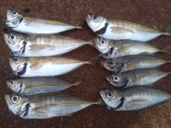 マアジの釣果
