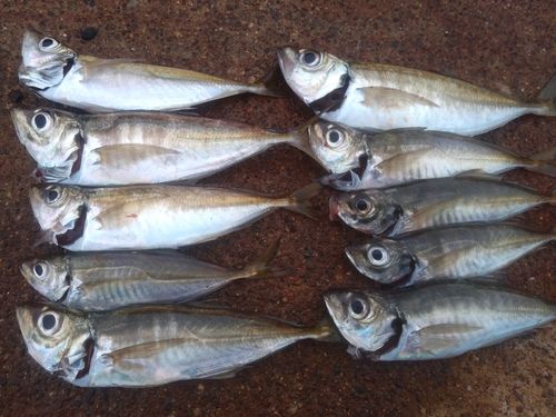マアジの釣果