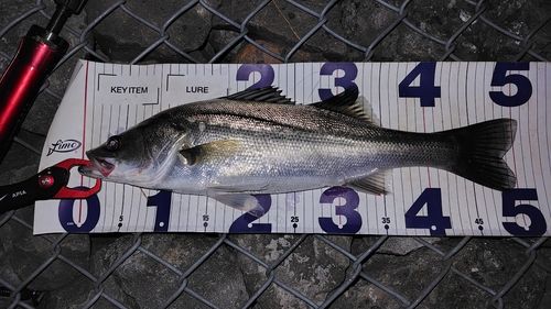 シーバスの釣果