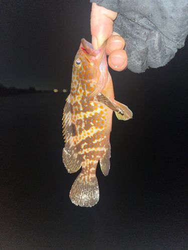 キジハタの釣果