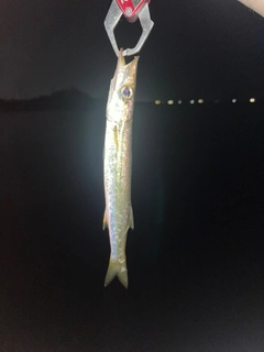 カマスの釣果