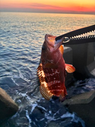 キジハタの釣果