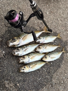 アジの釣果