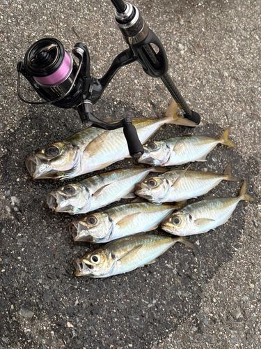 アジの釣果
