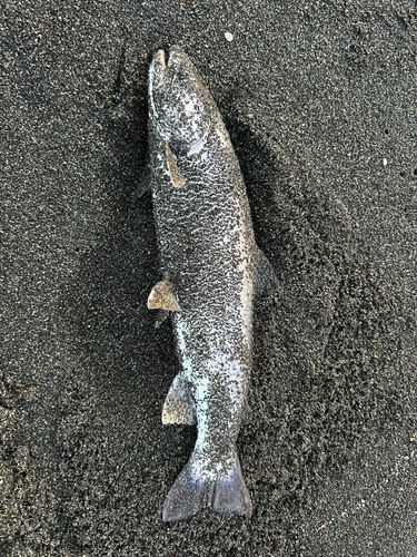 アメマスの釣果