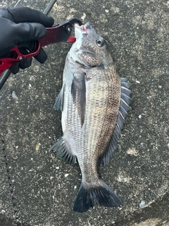 チヌの釣果