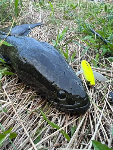 ライギョの釣果