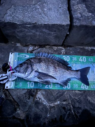 クロダイの釣果