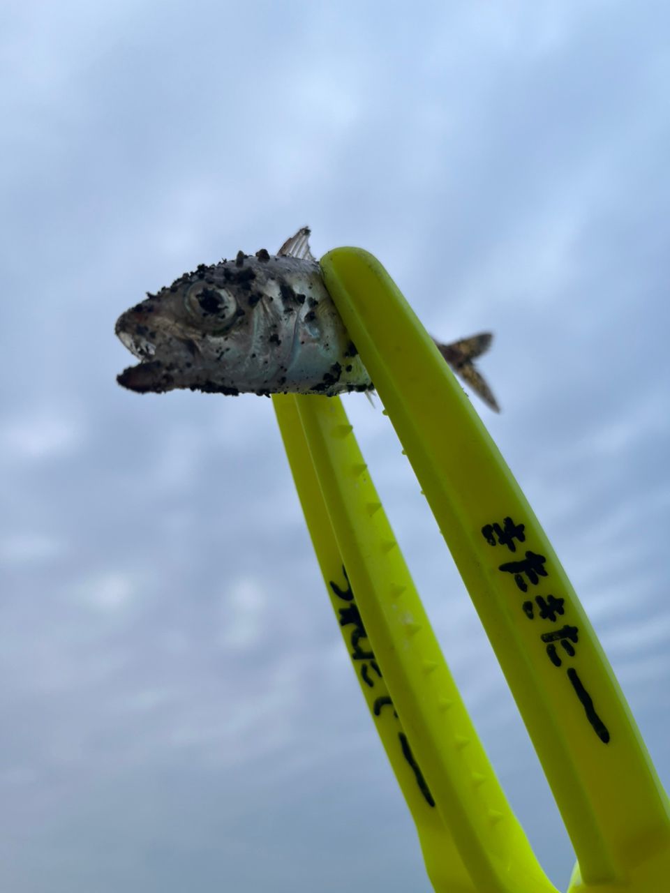 アジ・サバの釣果写真