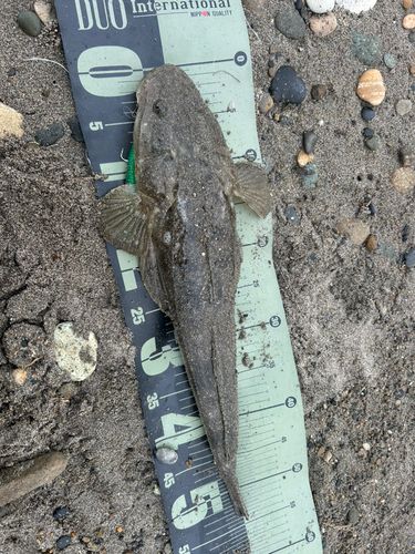 マゴチの釣果