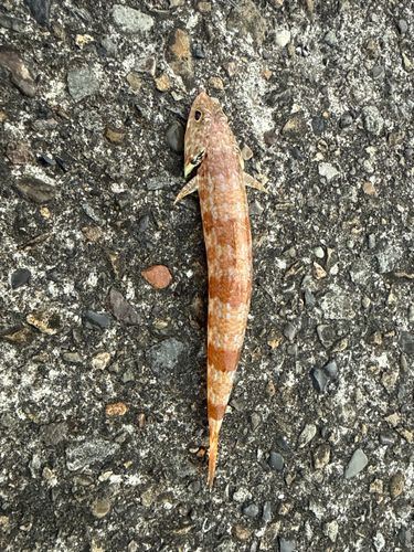 アカエソの釣果