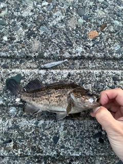 エゾメバルの釣果