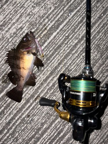 シロメバルの釣果
