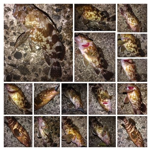 カサゴの釣果