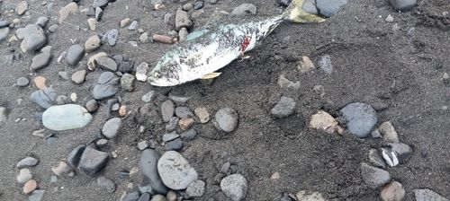 ワカシの釣果