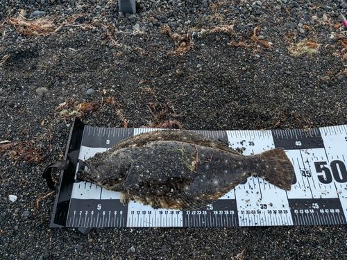 ヒラメの釣果