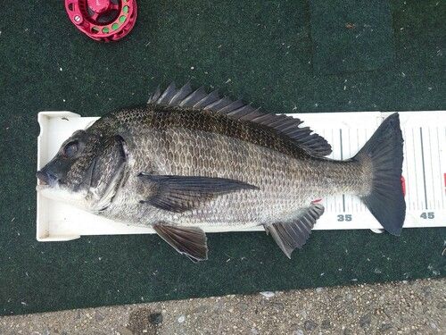 チヌの釣果