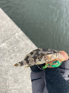 タケノコメバルの釣果
