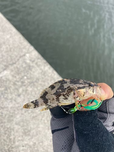 タケノコメバルの釣果