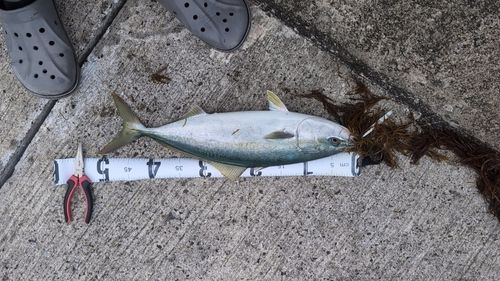 イナダの釣果