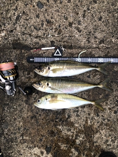アジの釣果