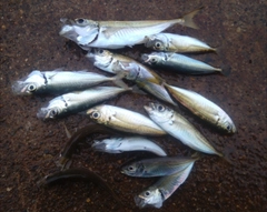 マアジの釣果
