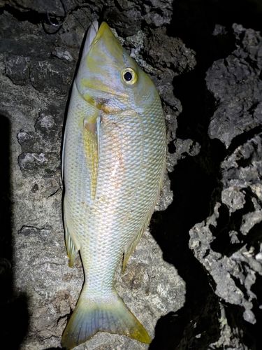 タマンの釣果