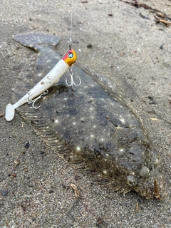 ソゲの釣果