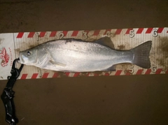 ヒラスズキの釣果
