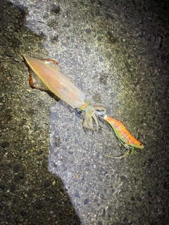 アカイカの釣果