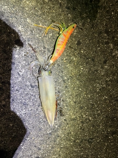 アカイカの釣果
