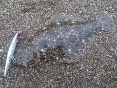 ソゲの釣果