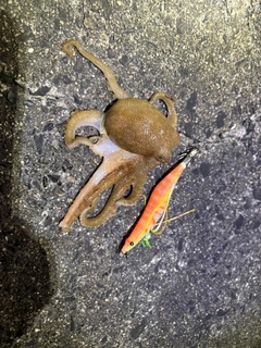 タコの釣果
