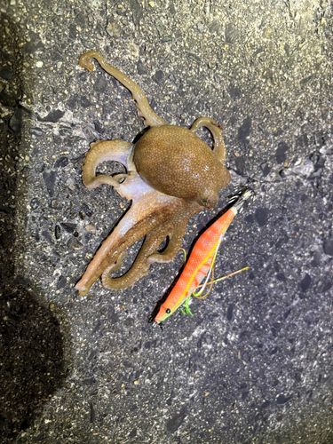 タコの釣果
