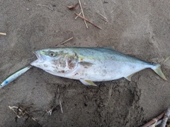 イナダの釣果