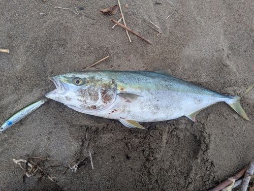 イナダの釣果