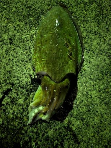 コウイカの釣果