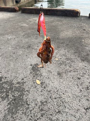 タコの釣果