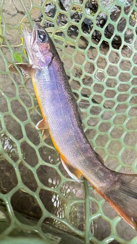 ヤマトイワナの釣果