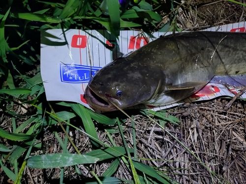 ナマズの釣果