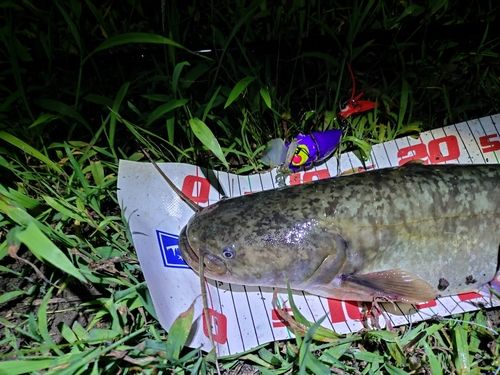 ナマズの釣果