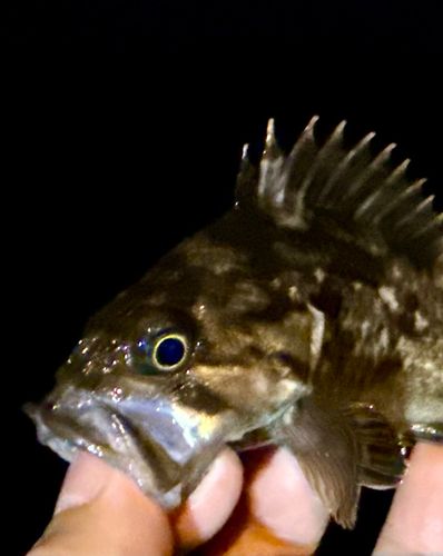 クロソイの釣果