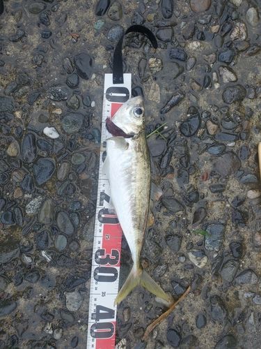 マアジの釣果