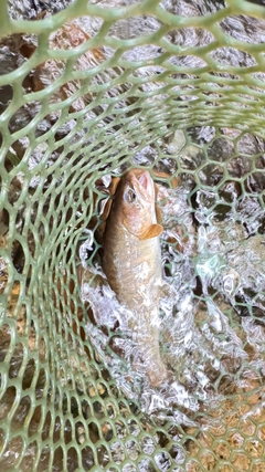 イワナの釣果