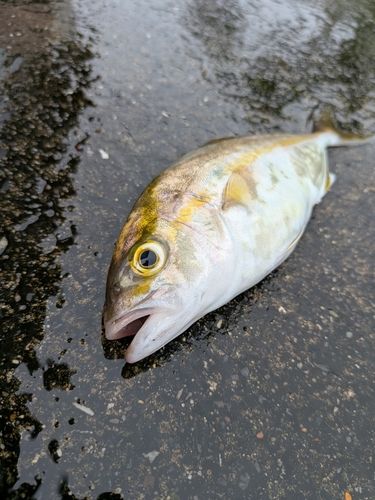 ショゴの釣果