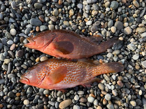 キジハタの釣果