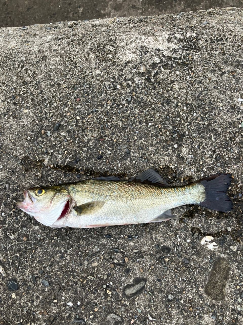 シーバスの釣果写真