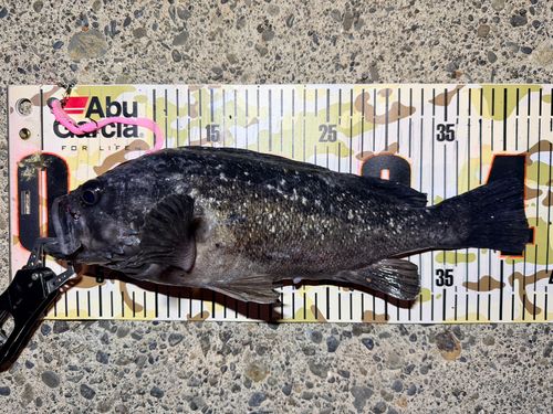 クロソイの釣果