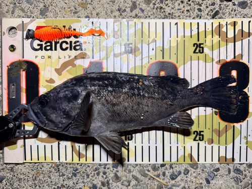 クロソイの釣果